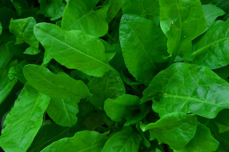 A fragment of a juicy sorrel plantation.