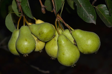 Bunches of ripe pears are removed at night.の写真素材