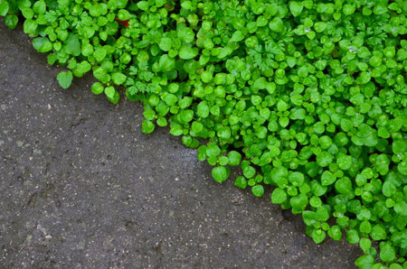 The background consists of grass and concrete texture, divided diagonally.の写真素材