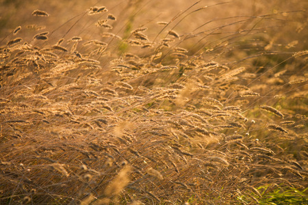 Rpening ears of yellow wheat field on the sunrise light background Copy space of the setting sun rays  Close up nature photo Idea of a rich harvestの写真素材