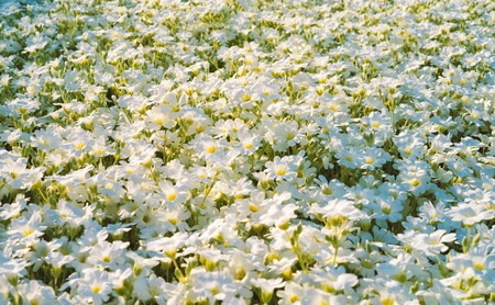 Close view of amazing white flowers on the fieldの写真素材