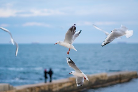 Seagulls flying over the sea. Pier on background