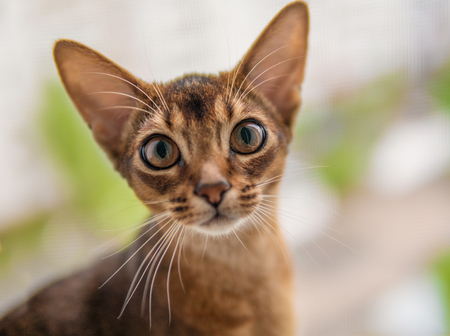 closeup view of Abyssinian cat or kitten sitting on the windowの写真素材