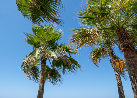 palm trees on clear blue sky background. Travel concept backgroundの写真素材