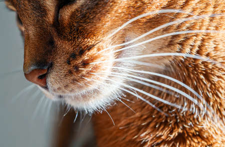closeup macro view of purebred Abyssinian cat whiskersの写真素材