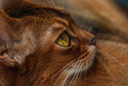 Abyssinian cat with brown furの写真素材