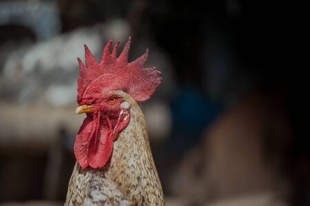 Rooster portrait with dark blured background. Portrait of a male chicken or rooster with beautiful red cross. Domestic animal in natureの写真素材