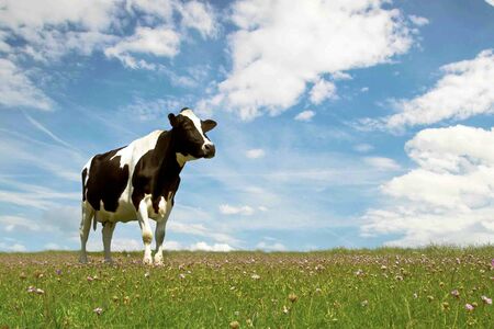 Brown and white cow grazing at a beautiful meadow on a green grass with flower, under blue sky with clouds. Domestic animals at summer green field. Cow, copy space の写真素材