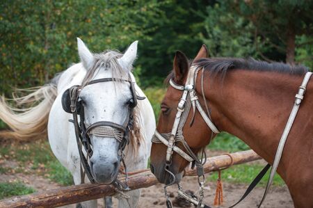 Portrait of two beautiful brown and white horse with long mane. Domestic animal in farm. Farm conceptの写真素材