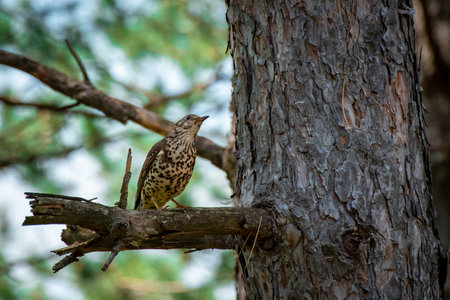 Song thrush (Turdus philomelos) sitting on a tree branch
