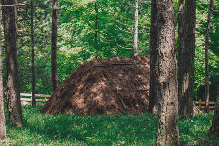 Old haystack in the woods. retro vintage film look effect.の写真素材