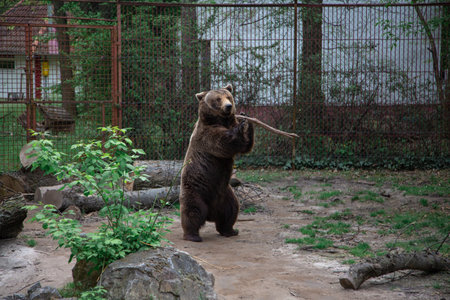 Brown bear in the zoo. A large brown bear in a cage.