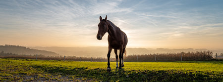 Horse in the meadow at sunrise, panoramic viewの写真素材