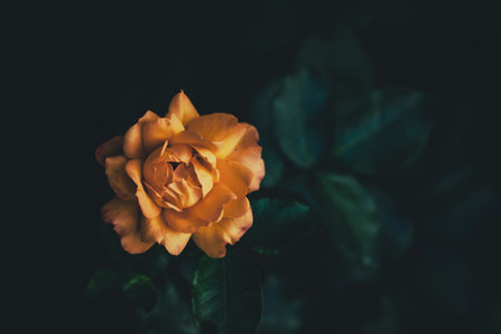 Roses in the garden, Roses are beautiful with a beautiful sunny day.の写真素材