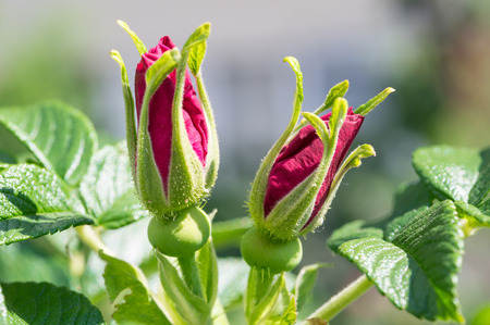 Two buds of future wild roseの写真素材