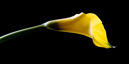 Calla on blackの写真素材