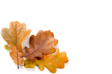 autumn leaves on a whiteの写真素材