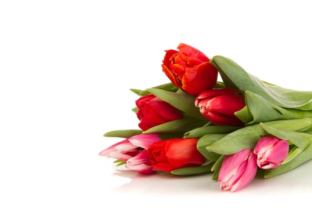 tulipsの写真素材