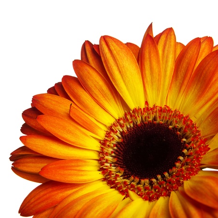 Gerber flower on a white backgroundの写真素材