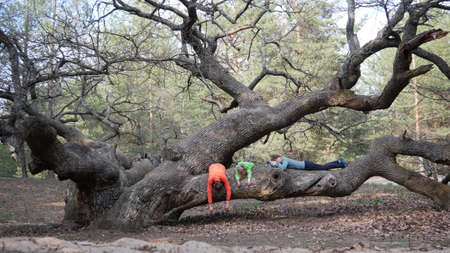 The family lies on a thick tree in the forest. Oakの写真素材