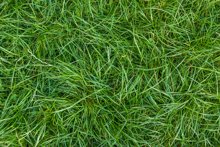 green grass backgroundの写真素材