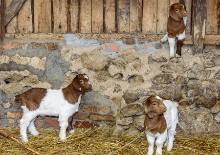Baby Goats on farmの写真素材