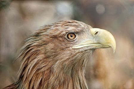 Portrait of eagleの写真素材