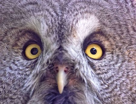 Owl faceの写真素材