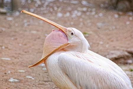 Pelican yawnの写真素材