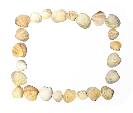 Frame of shells isolated over white