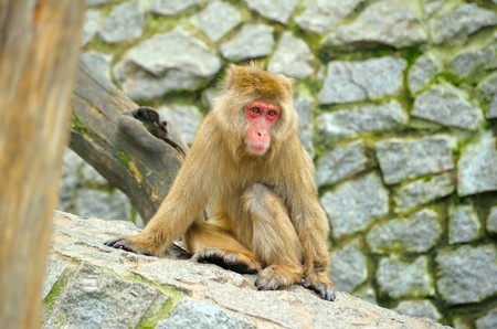 Sad monkey sitting on stonesの写真素材