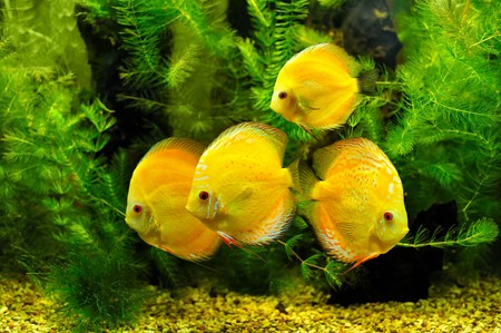 Yellow fishes