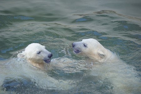 Two little white polar bears in waterの写真素材