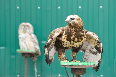 Golden eagle (Aquila chrysaetos) with owl on background