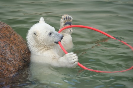Little white polar bear playing in waterの写真素材