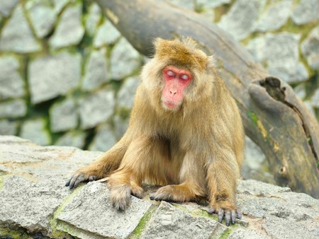 Sleeping monkeyの写真素材