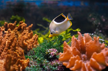 Colorful underwater world with fishの写真素材