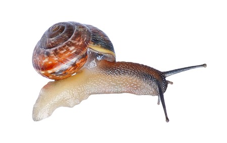 Little snail isolated on white backgroundの写真素材