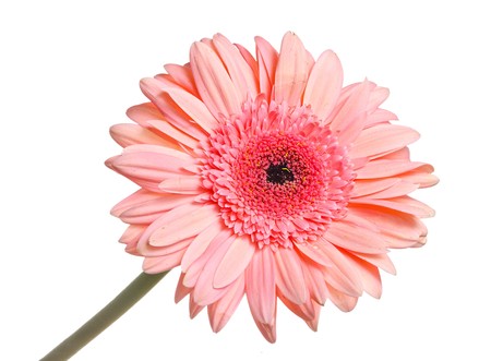 Gerbera isolated on white backgroundの写真素材