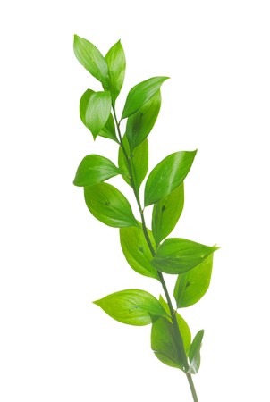 Green branch isolated on whiteの写真素材
