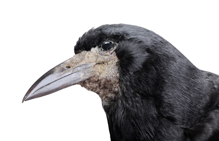 Black crow isolated on white backroundの写真素材