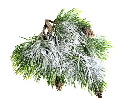 Christmas evergreen spruce tree with fresh snow isolated on whiteの写真素材
