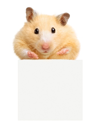 Hamster hold empty white poster isolated on whiteの写真素材