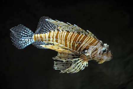 Lion fish on black background
