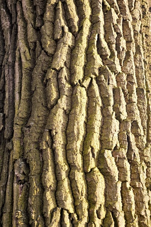 Tree bark texture in vertical composition
