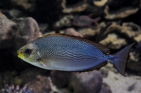 Fish in the deep waterの写真素材