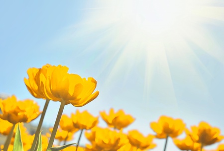 Yellow tulips in the sunny dayの写真素材