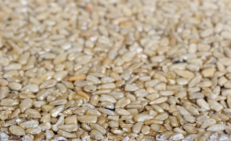 Sunflower seedsの写真素材