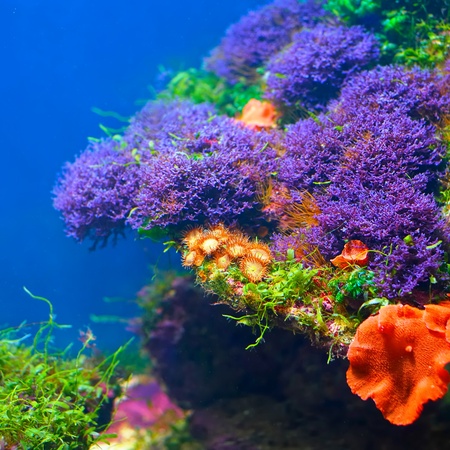 Colorful underwater floraの写真素材