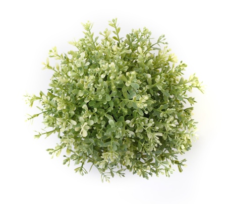 Home plant isolated on white backgroundの写真素材